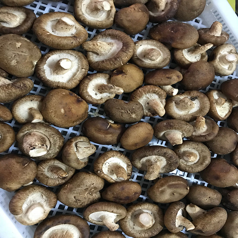 香菇烘干機