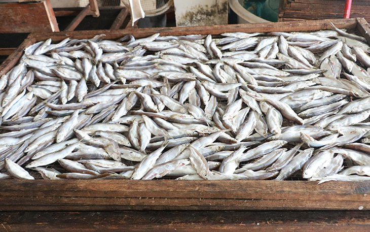 小型魚干烘干機(jī)