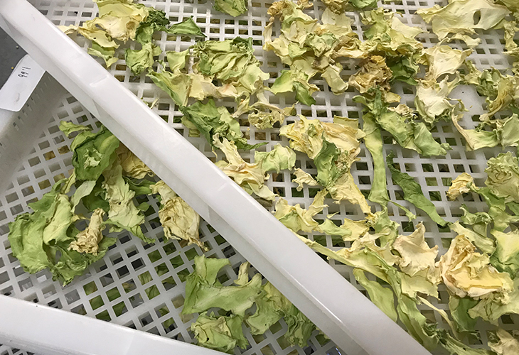 小型黃花菜烘干機