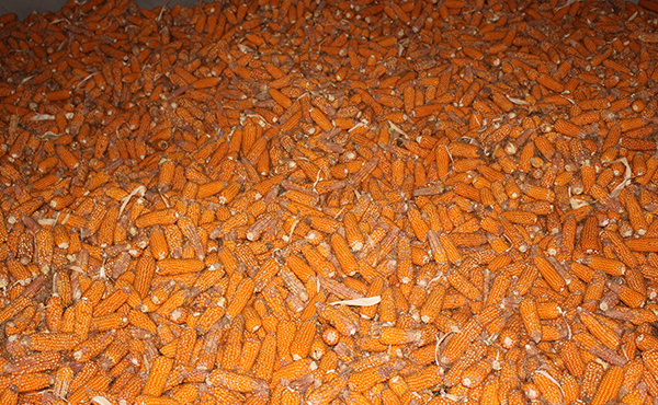 大天種業(yè)玉米種子千噸烘干工程