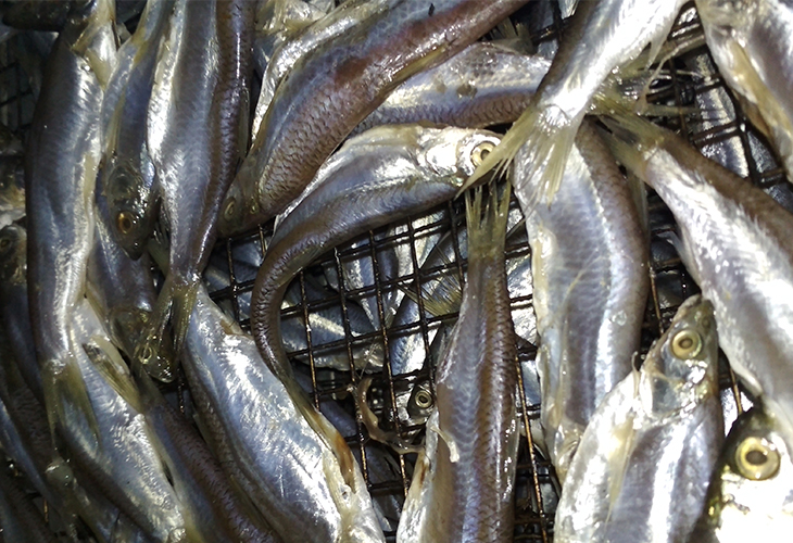 小型小魚烘干機(jī)