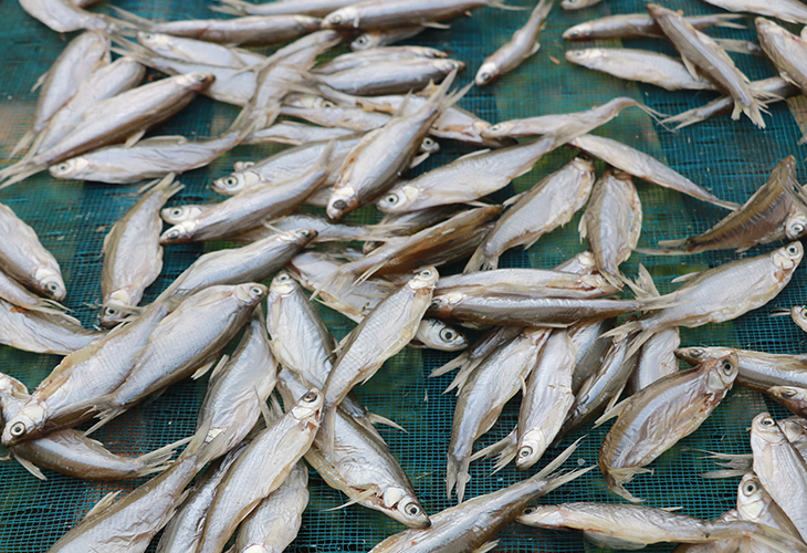 小魚仔烘干機(jī)