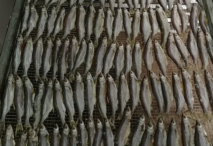 家用小型小魚烘干機(jī)