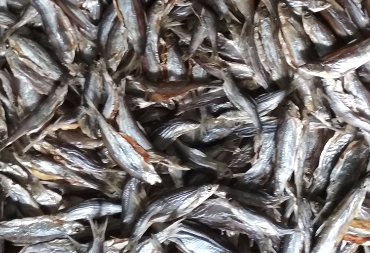 家用小魚烘干機(jī)