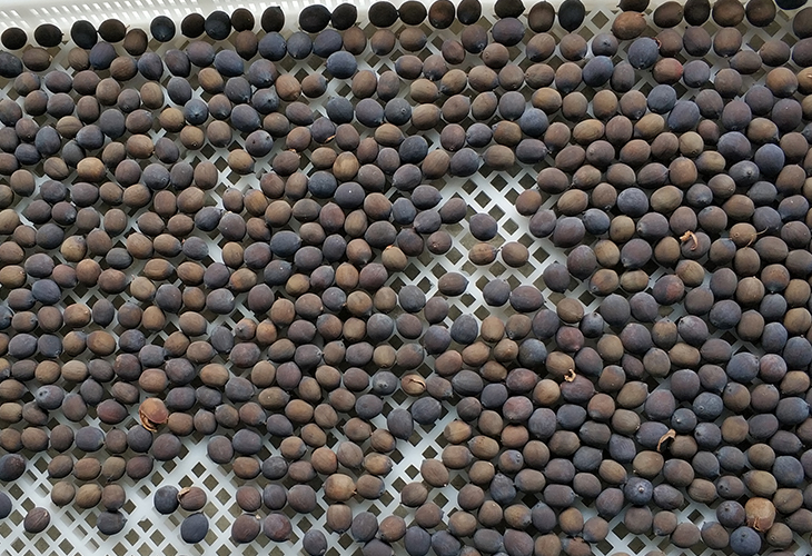 小型蓮子烘干機(jī)