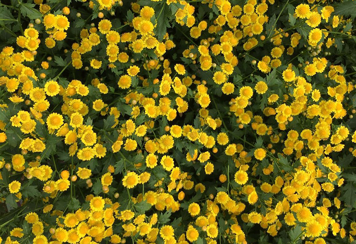 菊花烘干機(jī)