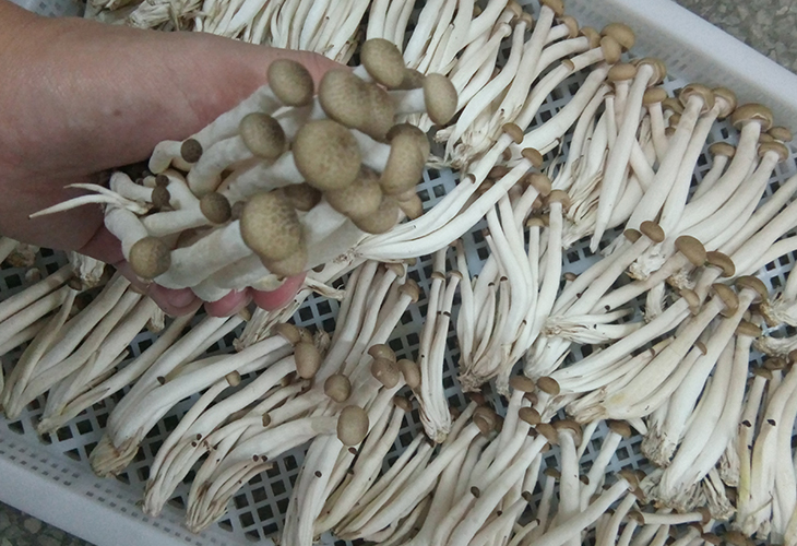 食用菌烘干機