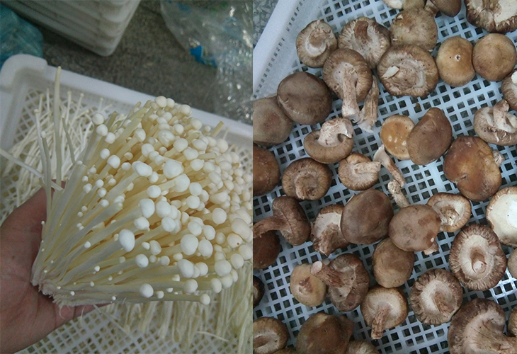 小型食用菌烘干機