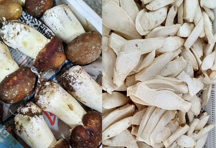 中型食用菌烘干機