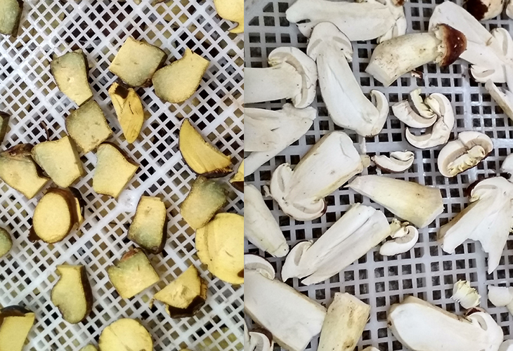 小型家庭用食用菌烘干機