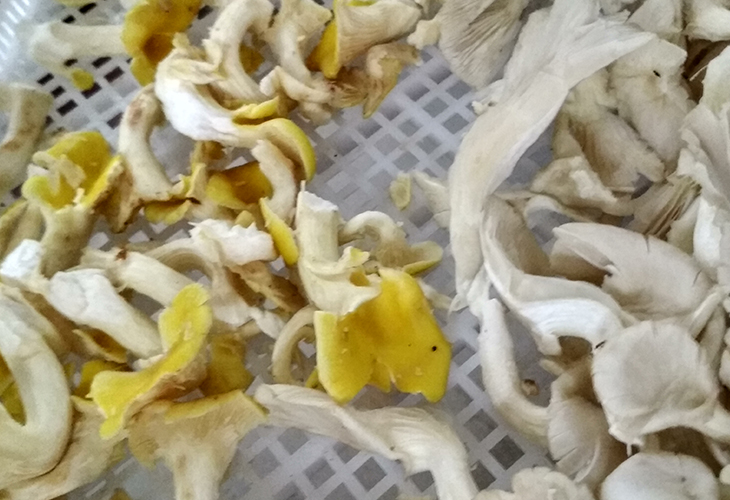 香菇烘干機