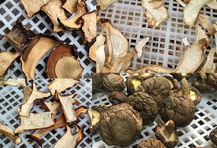 食用菌烘干機廠家