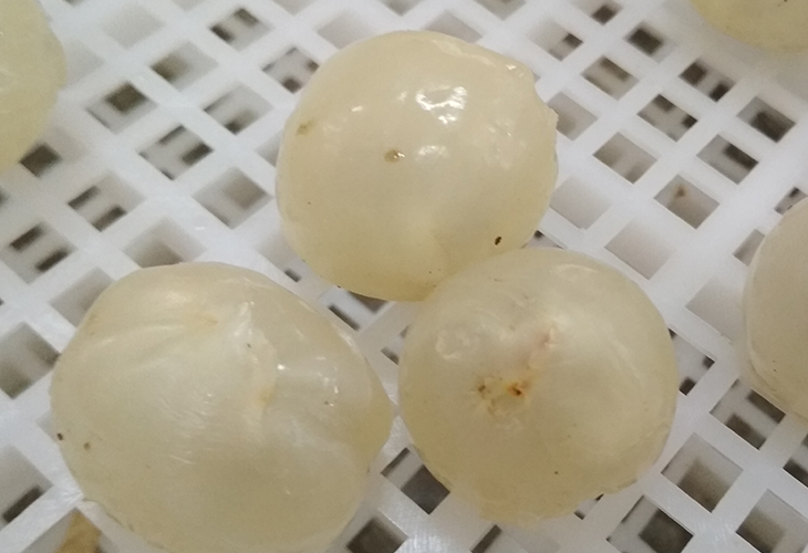 荔枝烘干機價格
