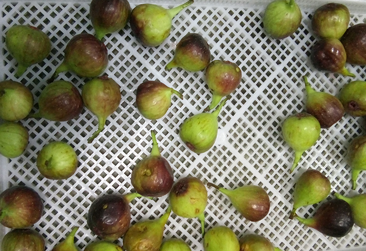 無花果烘干機(jī)價(jià)格