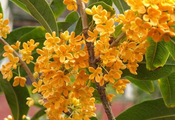 桂花烘干機多少錢