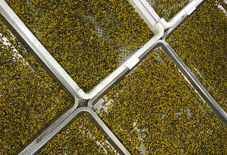 小菊花烘干機