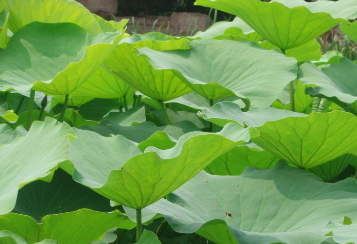 茶葉烘干機