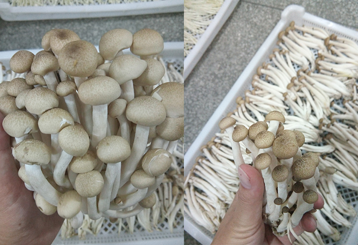 食用菌烘干機廠家
