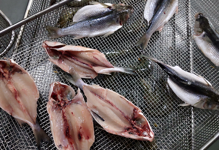 臘魚烘干機