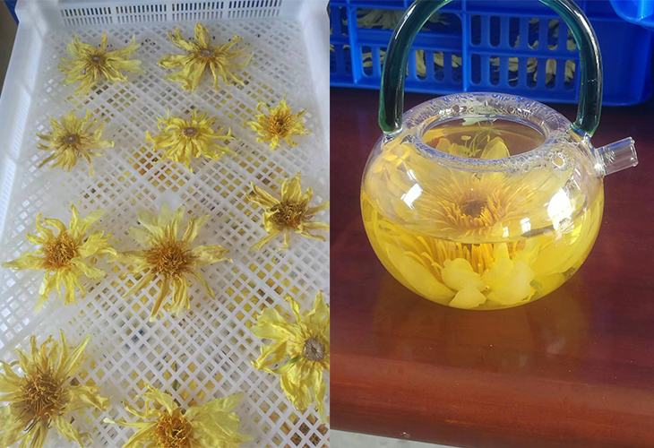 金絲皇菊烘干房