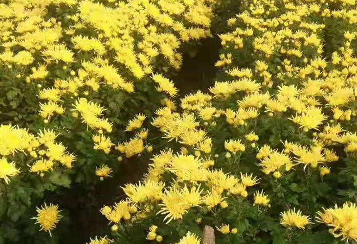 菊花烘干機