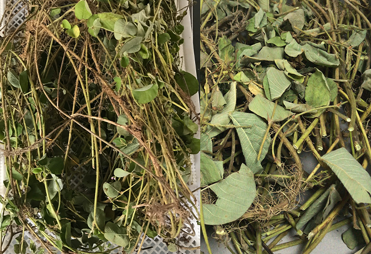 藥材烘干機