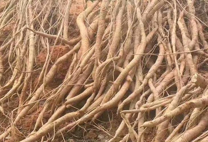 藥材烘干機