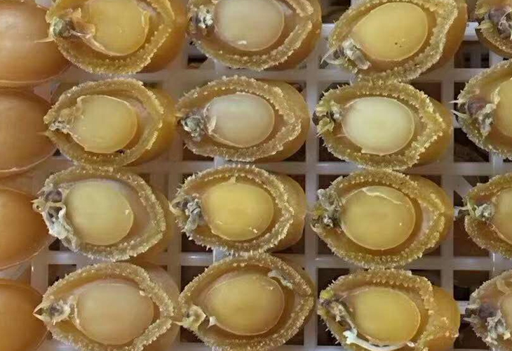 鮑魚烘干機價格